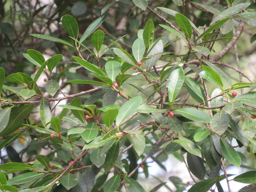 Jamaican cherry fig (Ficus americana)