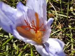 Crocus speciosus