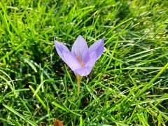 Crocus speciosus