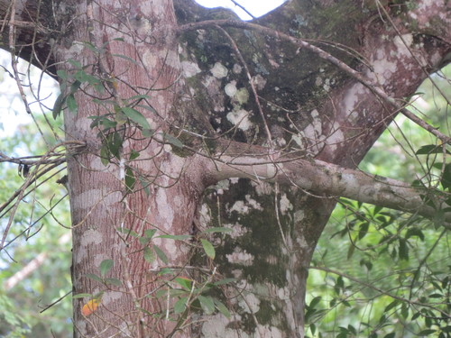 Image of Ficus americana by (c) Francisco Emilio Roldán Velasco, some rights reserved (CC BY)