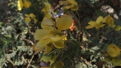 Senna auriculata