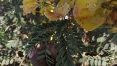 Senna auriculata