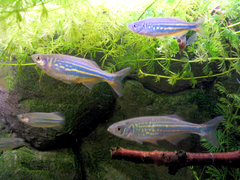 Malabar Danio photo 5