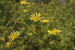 Cullumia setosa setosa