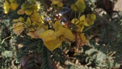 Senna auriculata