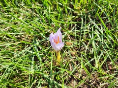 Crocus speciosus