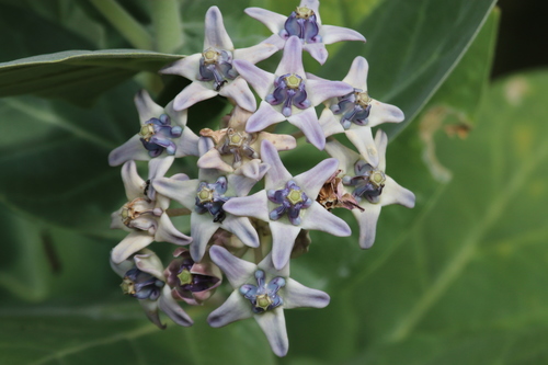 Calotropis gigantea