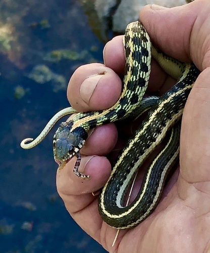 Black-necked Garter Snake
