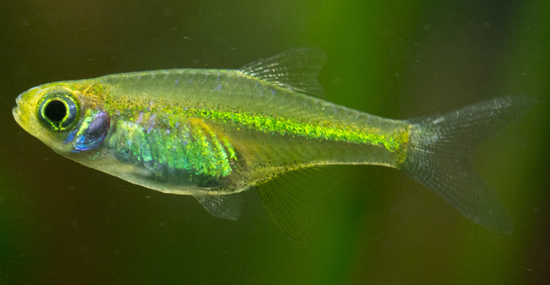 Neon Green Rasbora