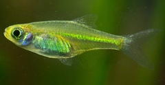 Neon Green Rasbora photo 1