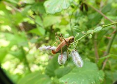 Stenophyllia modesta