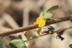 Triumfetta rotundifolia
