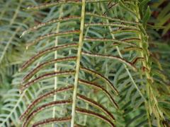 Blechnum punctulatum punctulatum