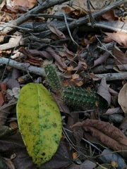 Acanthocereus hesperius