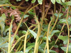 Blechnum punctulatum punctulatum