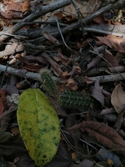Acanthocereus hesperius
