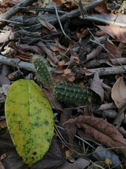 Acanthocereus hesperius