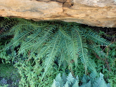 Blechnum punctulatum punctulatum