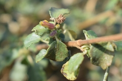 Triumfetta rotundifolia