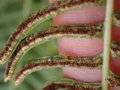 Blechnum punctulatum punctulatum