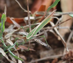 Acridinae