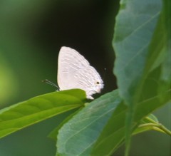 Pilodeudorix zeloides