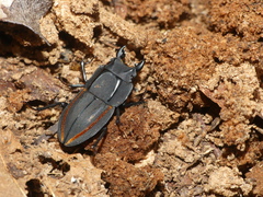 Erichius vittatus