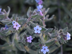 Alkanna strigosa