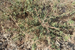 Triumfetta rotundifolia