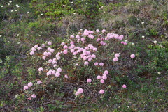 Rhododendron adamsii