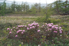 Rhododendron adamsii