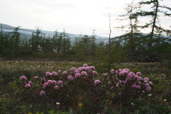 Rhododendron adamsii