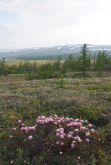 Rhododendron adamsii