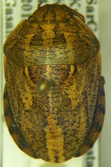 Eurygaster integriceps