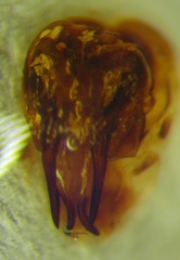 Eurygaster integriceps