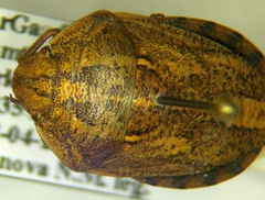 Eurygaster integriceps