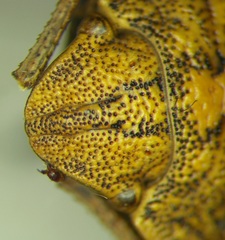 Eurygaster integriceps