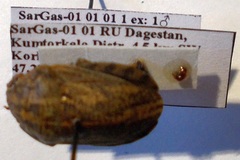 Eurygaster integriceps