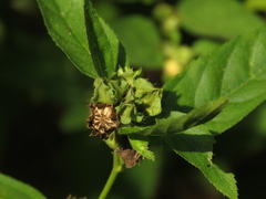 Sida glomerata