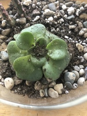Aeonium lindleyi