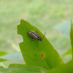 Disonycha bicarinata