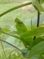 Disonycha bicarinata