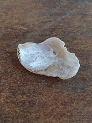Isognomon