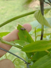 Disonycha bicarinata