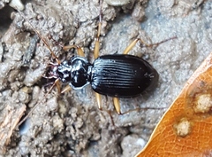 Nebria lacustris