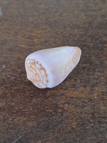 Conus lemniscatus, 2021-01-26