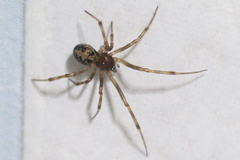Steatoda triangulosa