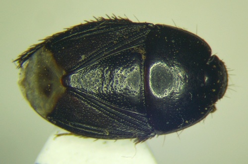 Cornish shieldbug