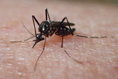 Aedes poweri