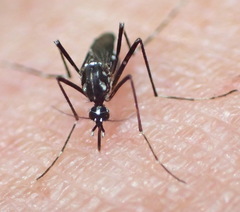 Aedes poweri